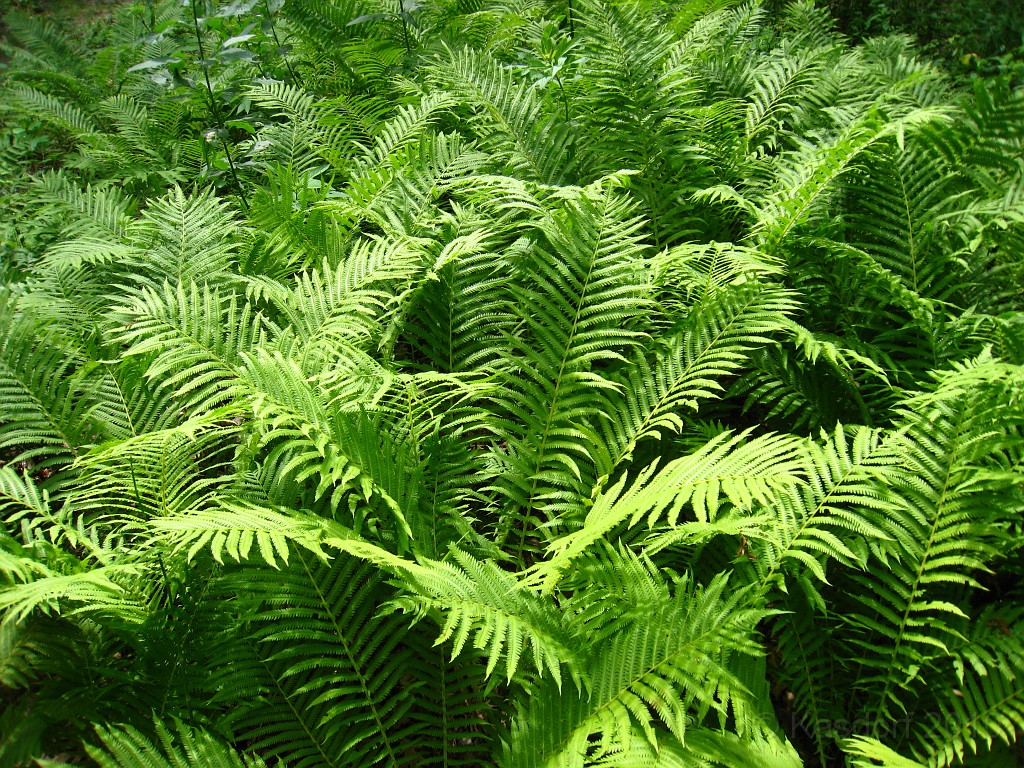 Matthaei Botanical Gardens 2010 0630.jpg - Matthaei Botanical Gardens in Ann Arbor Michigan has several miles of trails that can be enjoyed year round.